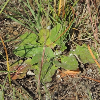 Cymbonotus sp. (preissianus or lawsonianus) (Bears Ears) at Barton, ACT - 3 Nov 2024 by MichaelBedingfield