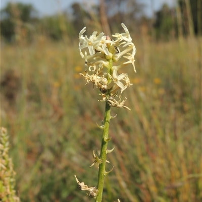 Stackhousia monogyna (Creamy Candles) at Barton, ACT - 3 Nov 2024 by MichaelBedingfield