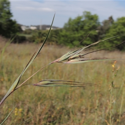 Themeda triandra (Kangaroo Grass) at Barton, ACT - 3 Nov 2024 by MichaelBedingfield