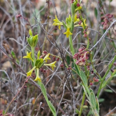 Pimelea curviflora (Curved Rice-flower) at Yarra, NSW - 7 Nov 2024 by trevorpreston