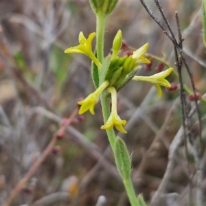 Pimelea curviflora at Yarra, NSW - 8 Nov 2024 07:31 AM