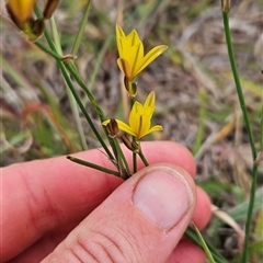 Tricoryne elatior (Yellow Rush Lily) at Chapman, ACT - 7 Nov 2024 by BethanyDunne