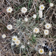 Leucochrysum albicans subsp. tricolor at Yarra, NSW - 8 Nov 2024 07:29 AM