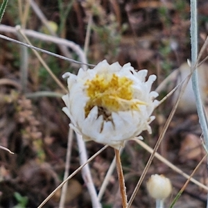 Leucochrysum albicans subsp. tricolor at Yarra, NSW - 8 Nov 2024 07:29 AM