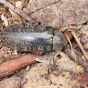 Pachycoelia sp. (genus) at Yarra, NSW - 8 Nov 2024 07:22 AM