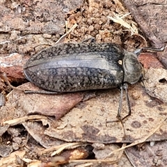 Pachycoelia sp. (genus) at Yarra, NSW - 8 Nov 2024 07:22 AM