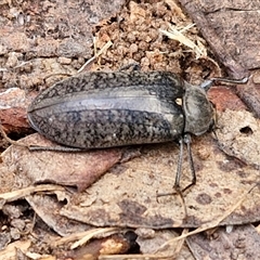 Pachycoelia sp. (genus) at Yarra, NSW - 8 Nov 2024 07:22 AM