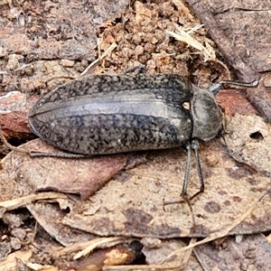 Pachycoelia sp. (genus) at Yarra, NSW - 8 Nov 2024 07:22 AM