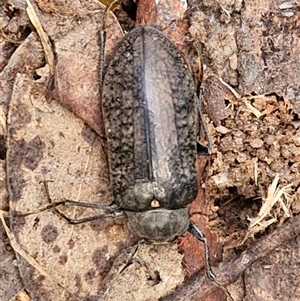 Pachycoelia sp. (genus) at Yarra, NSW - 8 Nov 2024 07:22 AM