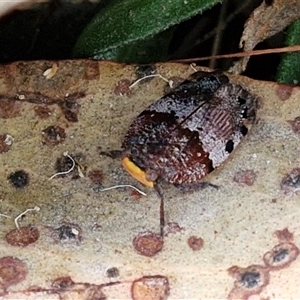 Platybrachys decemmacula at Yarra, NSW - 8 Nov 2024 07:21 AM