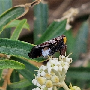 Platybrachys decemmacula at Yarra, NSW - 8 Nov 2024 07:21 AM