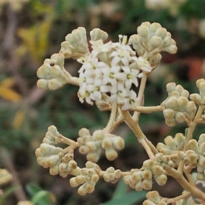 Astrotricha ledifolia at Yarra, NSW - 8 Nov 2024 07:20 AM