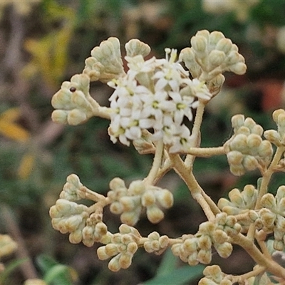 Astrotricha ledifolia (Common Star-hair) at Yarra, NSW - 7 Nov 2024 by trevorpreston