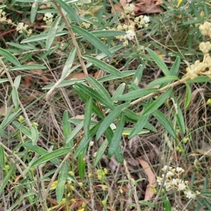 Astrotricha ledifolia at Yarra, NSW - 8 Nov 2024 07:20 AM