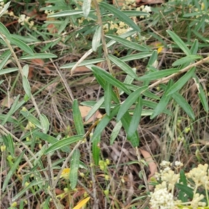 Astrotricha ledifolia at Yarra, NSW - 8 Nov 2024 07:20 AM