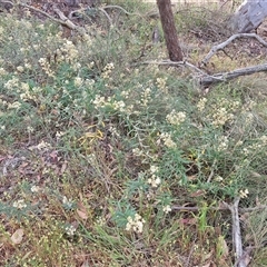 Astrotricha ledifolia at Yarra, NSW - 8 Nov 2024 07:20 AM