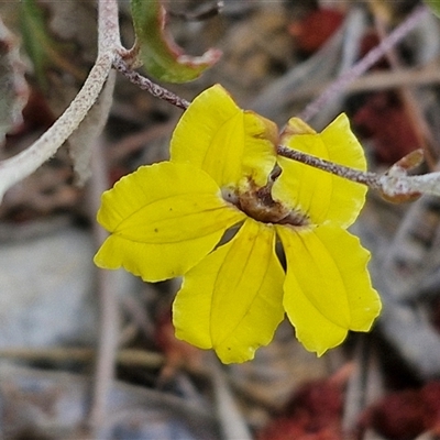 Goodenia hederacea subsp. hederacea (Ivy Goodenia, Forest Goodenia) at Yarra, NSW - 7 Nov 2024 by trevorpreston