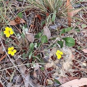 Goodenia hederacea subsp. hederacea at Yarra, NSW - 8 Nov 2024