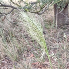 Austrostipa densiflora (Foxtail Speargrass) at Yarra, NSW - 8 Nov 2024 by trevorpreston