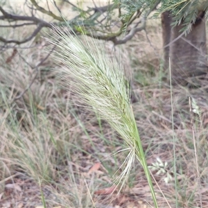 Austrostipa densiflora at Yarra, NSW - 8 Nov 2024