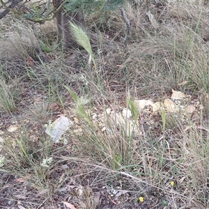 Austrostipa densiflora at Yarra, NSW - 8 Nov 2024