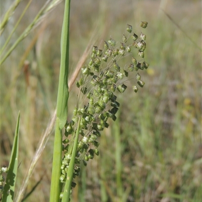 Briza minor (Shivery Grass) at Barton, ACT - 3 Nov 2024 by MichaelBedingfield