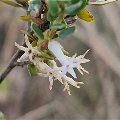 Brachyloma daphnoides (Daphne Heath) at Yarra, NSW - 7 Nov 2024 by trevorpreston