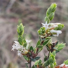 Brachyloma daphnoides at Yarra, NSW - 8 Nov 2024 07:15 AM