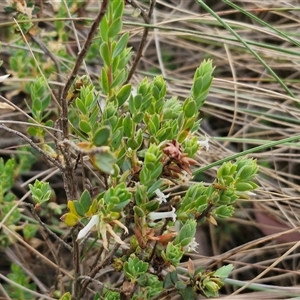 Brachyloma daphnoides at Yarra, NSW - 8 Nov 2024 07:15 AM