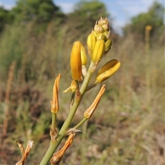 Bulbine bulbosa (Golden Lily, Bulbine Lily) at Barton, ACT - 3 Nov 2024 by MichaelBedingfield