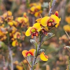 Dillwynia sericea (Egg And Bacon Peas) at Yarra, NSW - 8 Nov 2024 by trevorpreston