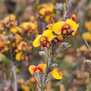 Dillwynia sericea at Yarra, NSW - 8 Nov 2024 07:14 AM