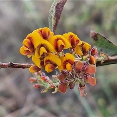 Daviesia latifolia (Hop Bitter-Pea) at Yarra, NSW - 7 Nov 2024 by trevorpreston