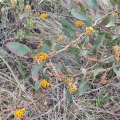 Daviesia latifolia at Yarra, NSW - 8 Nov 2024