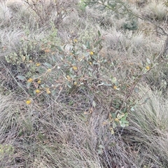 Daviesia latifolia at Yarra, NSW - 8 Nov 2024