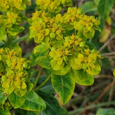 Euphorbia oblongata (Egg-leaf Spurge) at Yarra, NSW - 7 Nov 2024 by trevorpreston