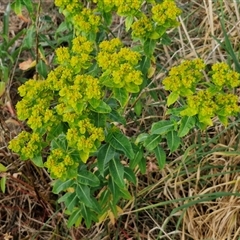 Euphorbia oblongata at Yarra, NSW - 8 Nov 2024 07:10 AM