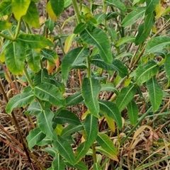 Euphorbia oblongata at Yarra, NSW - 8 Nov 2024 07:10 AM