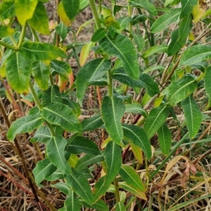 Euphorbia oblongata at Yarra, NSW - 8 Nov 2024 07:10 AM