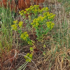 Euphorbia oblongata at Yarra, NSW - 8 Nov 2024 07:10 AM