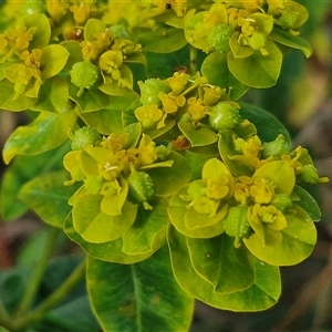 Euphorbia oblongata at Yarra, NSW - 8 Nov 2024 07:10 AM