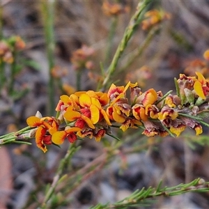 Dillwynia sericea at Yarra, NSW - 8 Nov 2024