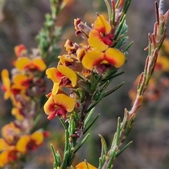 Dillwynia sericea at Yarra, NSW - 8 Nov 2024