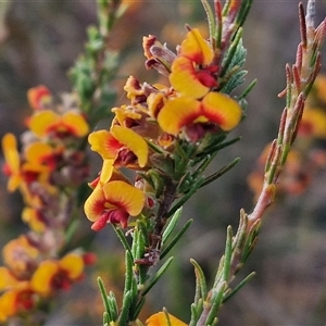 Dillwynia sericea at Yarra, NSW - 8 Nov 2024