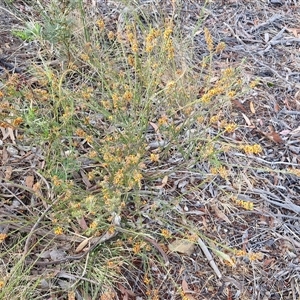 Dillwynia sericea at Yarra, NSW - 8 Nov 2024