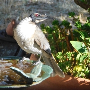 Philemon corniculatus at Symonston, ACT - 8 Nov 2024