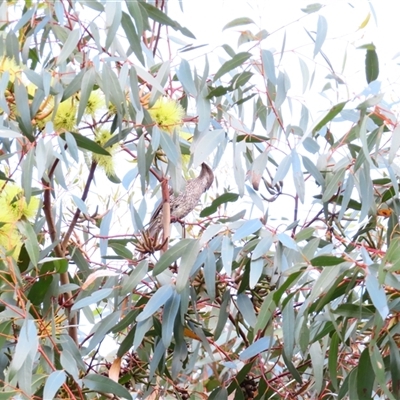 Anthochaera chrysoptera (Little Wattlebird) at Robe, SA - 30 Oct 2024 by MB