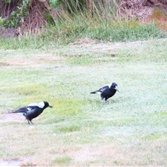 Gymnorhina tibicen (Australian Magpie) at Robe, SA - 30 Oct 2024 by MB