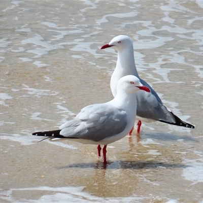 Chroicocephalus novaehollandiae (Silver Gull) at Beachport, SA - 31 Oct 2024 by MB