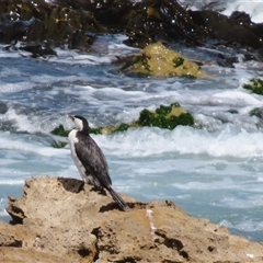 Microcarbo melanoleucos (Little Pied Cormorant) at Beachport, SA - 31 Oct 2024 by MB